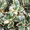 ILEX AQUIFOLIUM 'SILVER QUEEN' IST