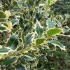 ILEX AQUIFOLIUM 'SILVER QUEEN' IST1