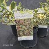 ILEX AQUIFOLIUM 'SILVER QUEEN' kak3