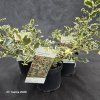 ILEX AQUIFOLIUM 'SILVER QUEEN' kak4