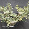 ILEX AQUIFOLIUM 'SILVER QUEEN' kak