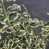 ILEX AQUIFOLIUM 'SILVER QUEEN' kak1