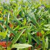 ECHINACEA 'FOUNTAIN RED' kak1