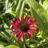 ECHINACEA 'FOUNTAIN RED' kak4