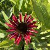 ECHINACEA 'FOUNTAIN RED' kak5