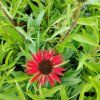 ECHINACEA 'FOUNTAIN RED' kak