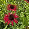 ECHINACEA 'FOUNTAIN RED kak1