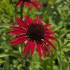 ECHINACEA 'FOUNTAIN RED' kak2