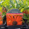 ECHINACEA 'FOUNTAIN RED' kak