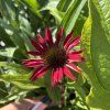 ECHINACEA 'FOUNTAIN RED' kak3
