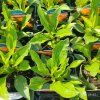 ECHINACEA 'MEDITATION ORANGE' kak2