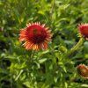 ECHINACEA 'MEDITATION ORANGE' kak5