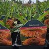 ECHINACEA 'MEDITATION ORANGE kak4
