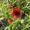 ECHINACEA 'MEDITATION ORANGE' kak7