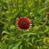 ECHINACEA 'MEDITATION ORANGE' kak3