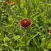 ECHINACEA 'MEDITATION ORANGE' kak6