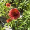 ECHINACEA 'MEDITATION ORANGE' kak8