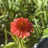 ECHINACEA 'MEDITATION ORANGE' kak9