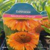 ECHINACEA 'MEDITATION ORANGE' kak