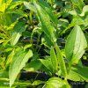 ECHINACEA 'SKIPPER PINK' kak2