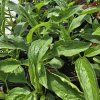 ECHINACEA 'SKIPPER PINK' kak