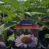 ECHINACEA 'SKIPPER PINK' kak1