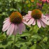 ECHINACEA 'SKIPPER PINK' kak1