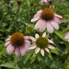 ECHINACEA 'SKIPPER PINK' kak2