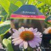 ECHINACEA 'SKIPPER PINK' kak