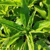 ECHINACEA 'SUNMAGIC VINTAGE WATERMELON' kak1