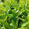 ECHINACEA 'SUNMAGIC VINTAGE WATERMELON' kak2