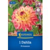 DAHLIA 'PRINZESSA' bruno