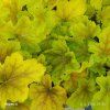 HEUCHERA 'DELTA DAWN' kak2