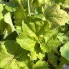 HEUCHERA 'DELTA DAWN' kak6
