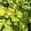 HEUCHERA 'DELTA DAWN' kak3
