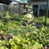 HEUCHERA 'DELTA DAWN' kak4