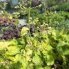HEUCHERA 'DELTA DAWN' kak5