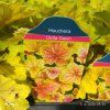 HEUCHERA 'DELTA DAWN' kak