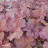 HEUCHERA 'WORLD CAFFÉ SHAKERATO kak2
