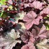 HEUCHERA 'WORLD CAFFÉ SHAKERATO' kak3
