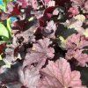 HEUCHERA 'WORLD CAFFÉ SHAKERATO' kak4