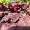 HEUCHERA 'WORLD CAFFÉ SHAKERATO' kak5