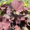 HEUCHERA 'WORLD CAFFÉ SHAKERATO' kak6