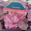HEUCHERA 'WORLD CAFFÉ SHAKERATO kak