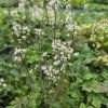 TIARELLA 'SPRING SYMPHONY' kak2