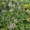 TIARELLA 'SPRING SYMPHONY' kak3