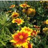 COREOPSIS VERTICILLATA 'CORLEONE RED & YELLOW' shut