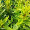 PHLOX PANICULATA 'EARLY LAVENDER POP' kak2