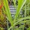 MISCANTHUS SINENSIS 'MALEPARTUS' kak2