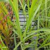 MISCANTHUS SINENSIS 'MALEPARTUS' kak3
